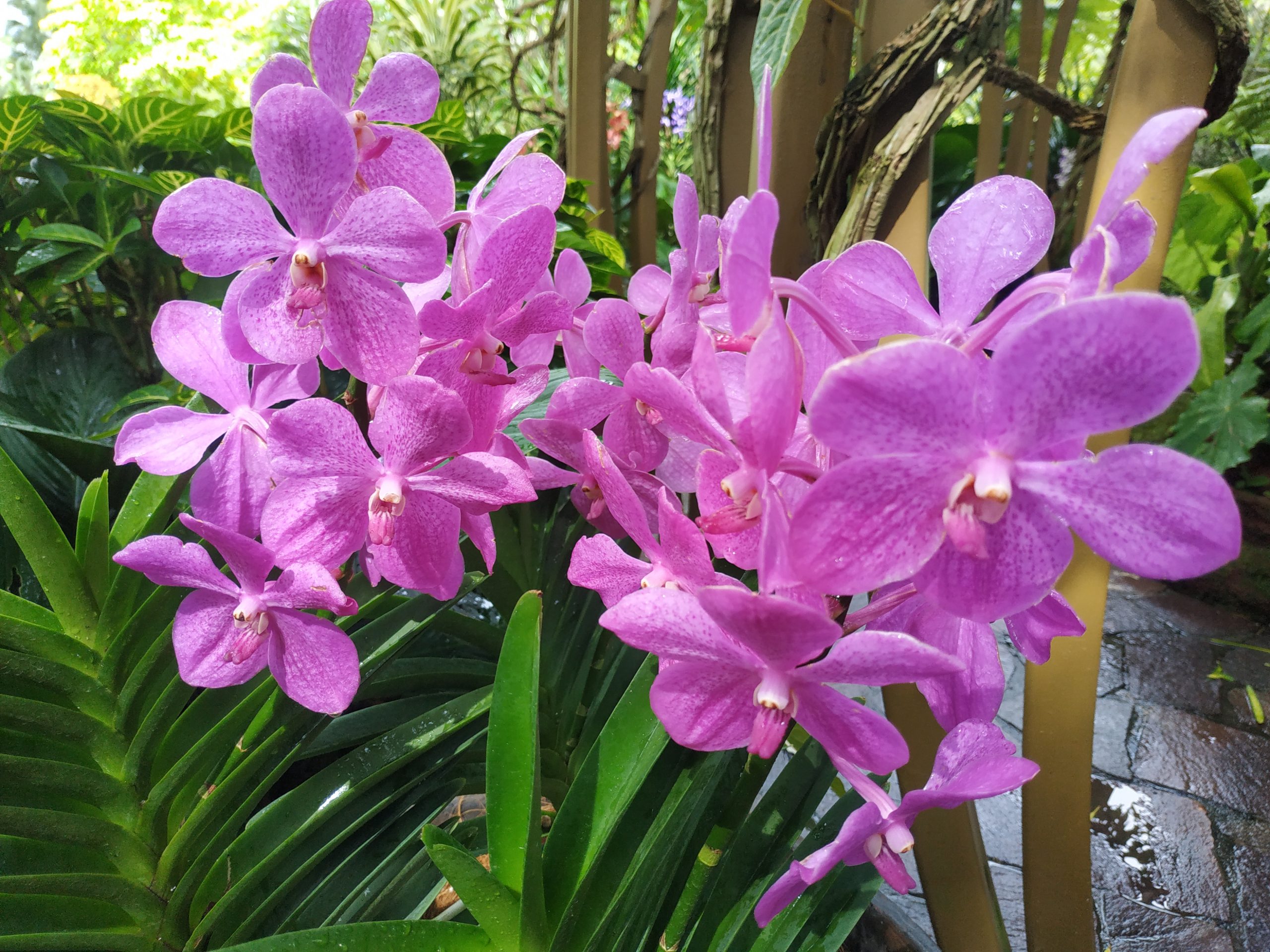 Flowers of singapore