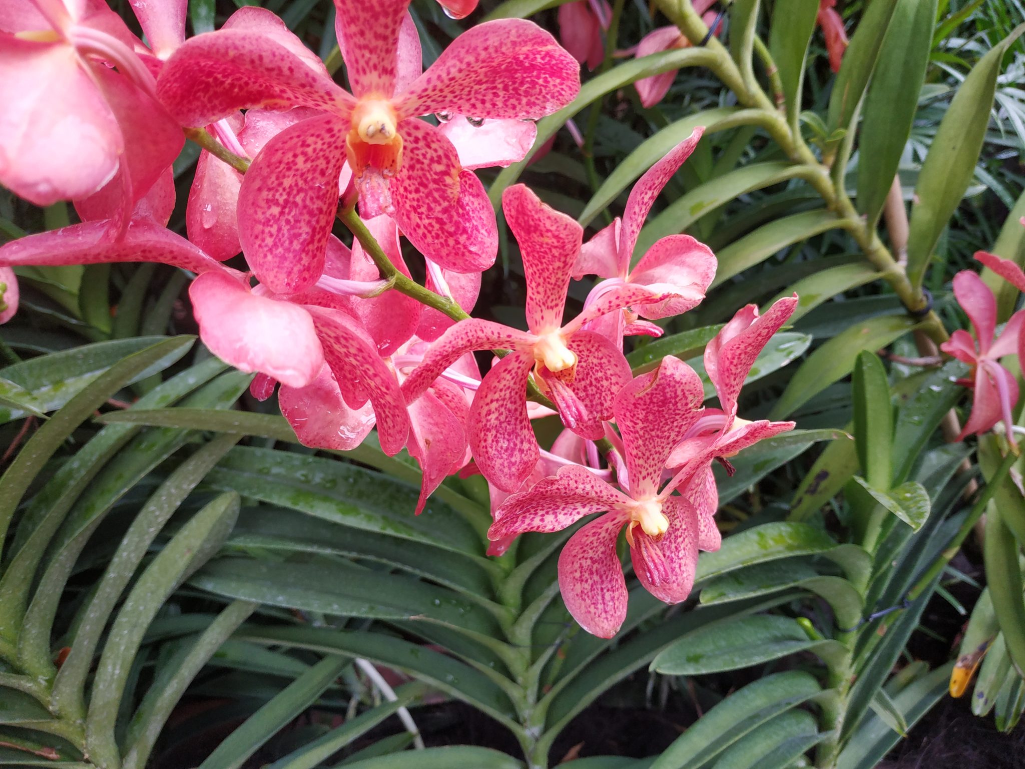 Flowers of singapore Koh Family blog!