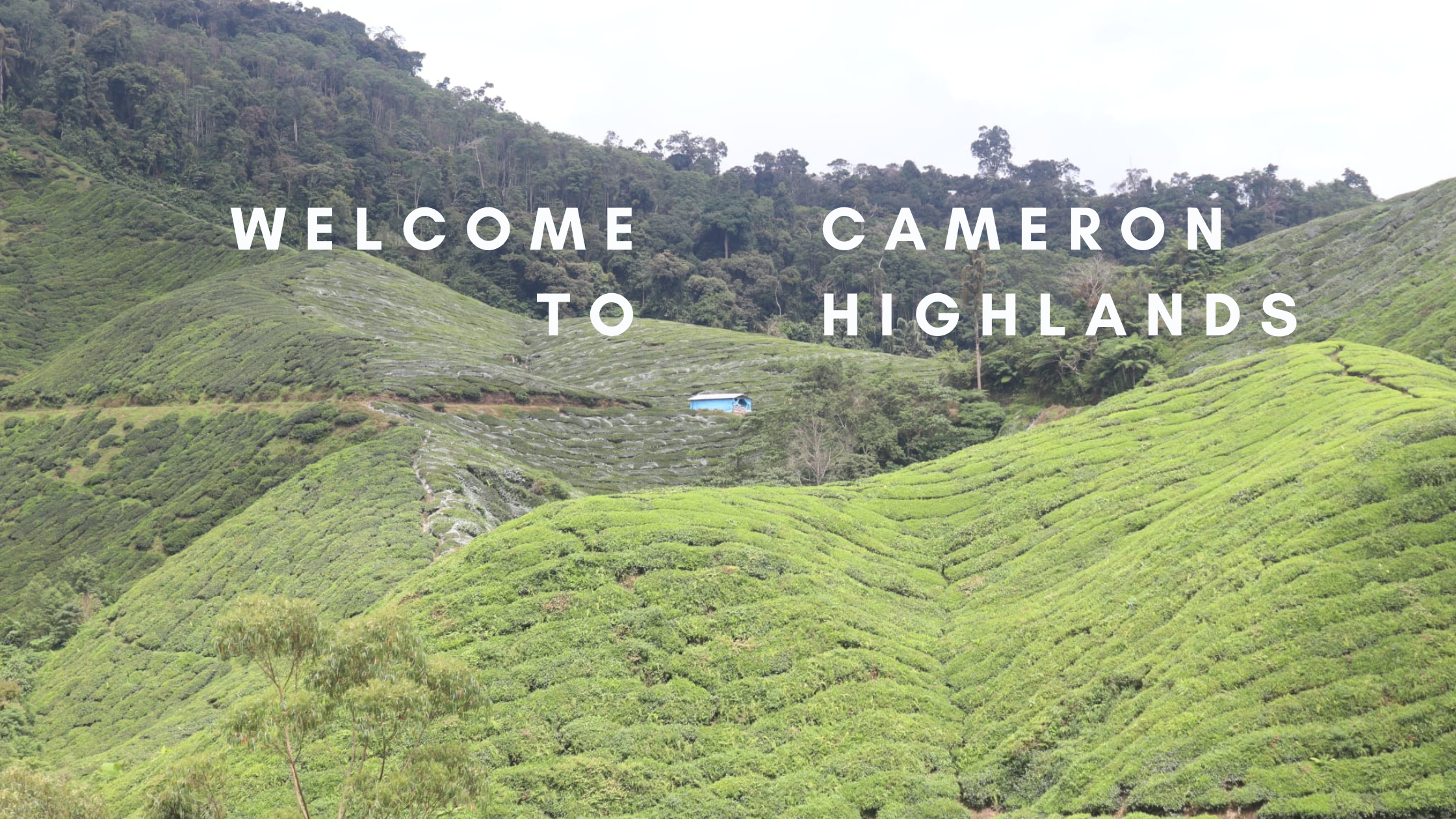 Cameron Highlands - Misty Mountains Blue-Nature-Camping-Blog-Banner-7