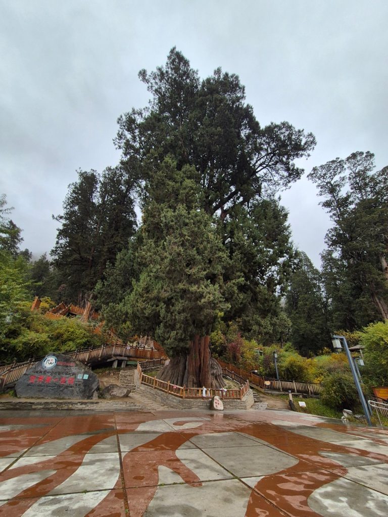 King of Cypress at Giant Cypress Nature Reserve, Nyingchi