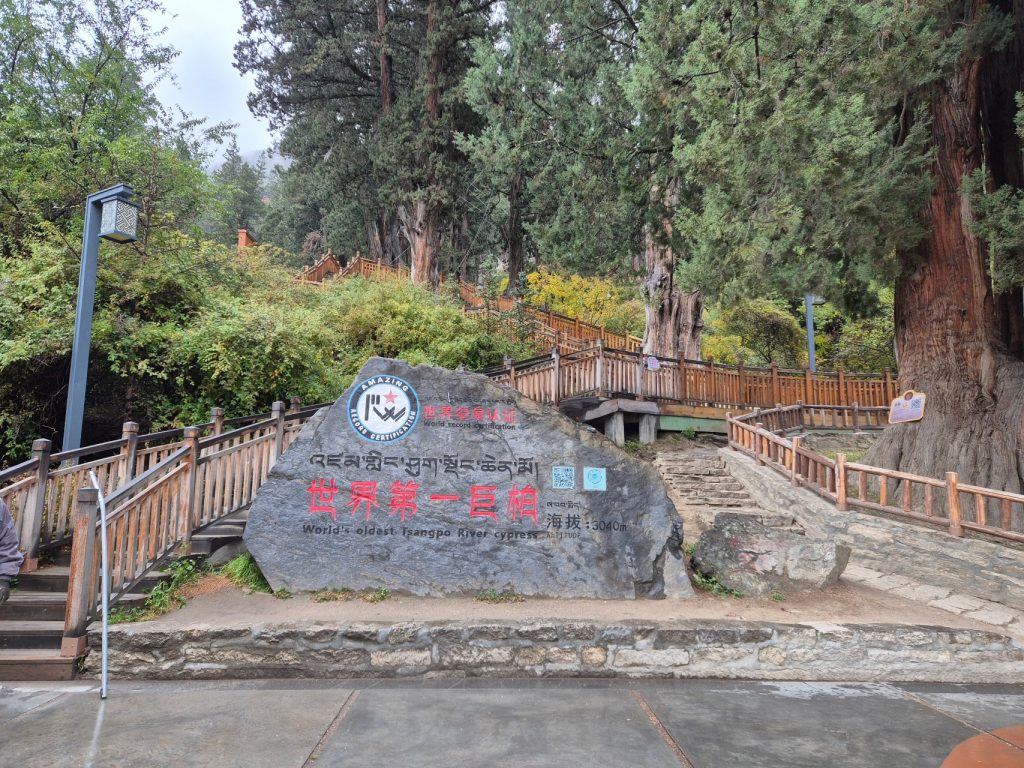 World's oldest Tsangpo River cypress