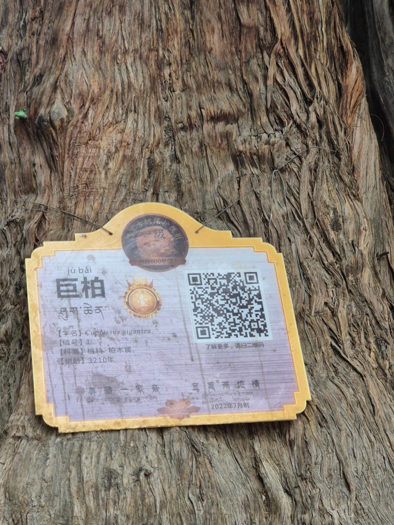 King of Cypress at Giant Cypress Nature Reserve, Nyingchi