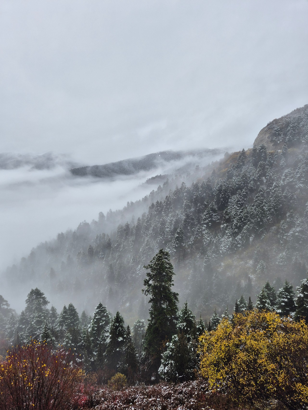 Misty Lulang Forest landscape in Nyingchi