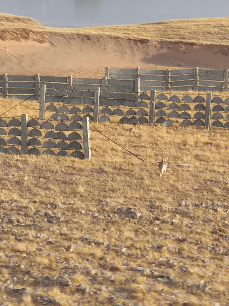 Deer seen along the railway route