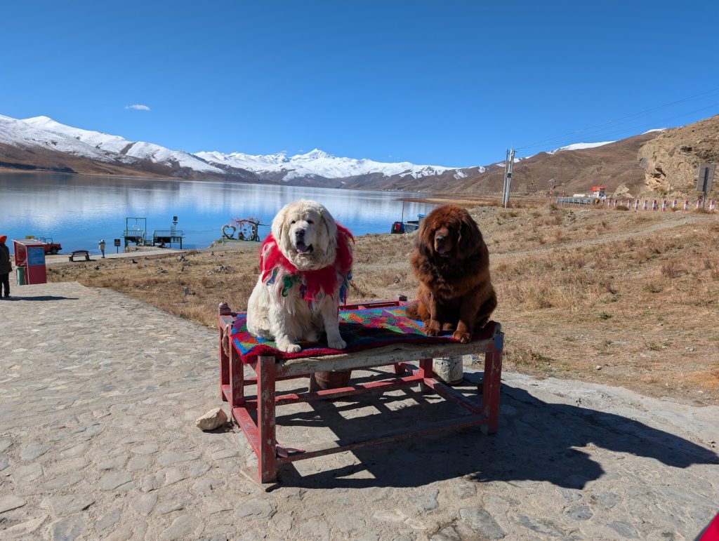 Tibetan mastiff at Yamdrok Tso Lake