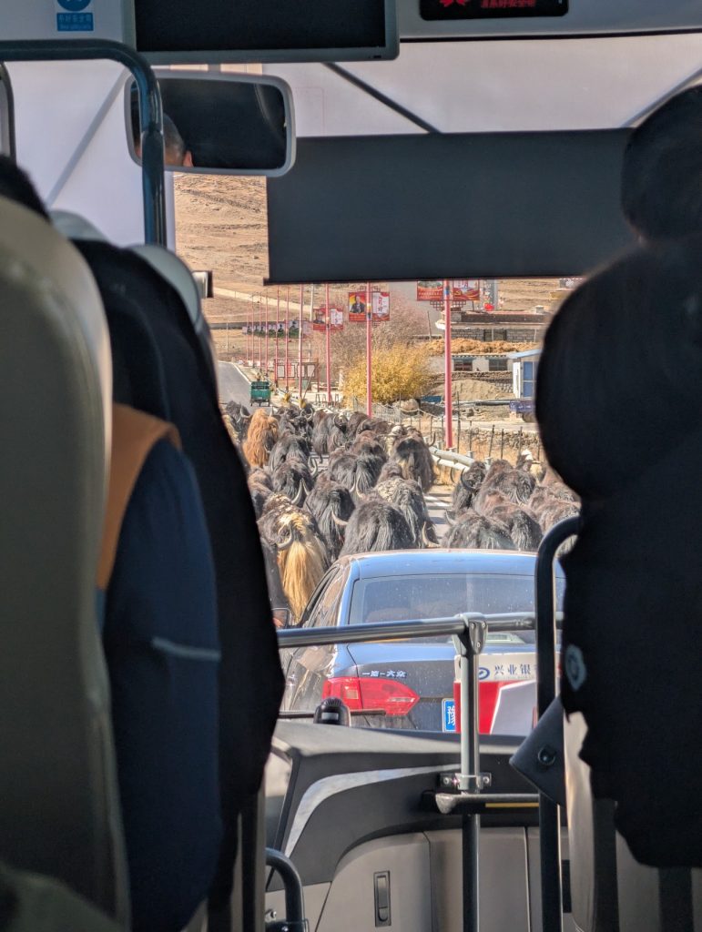 Yak herding in Tibet