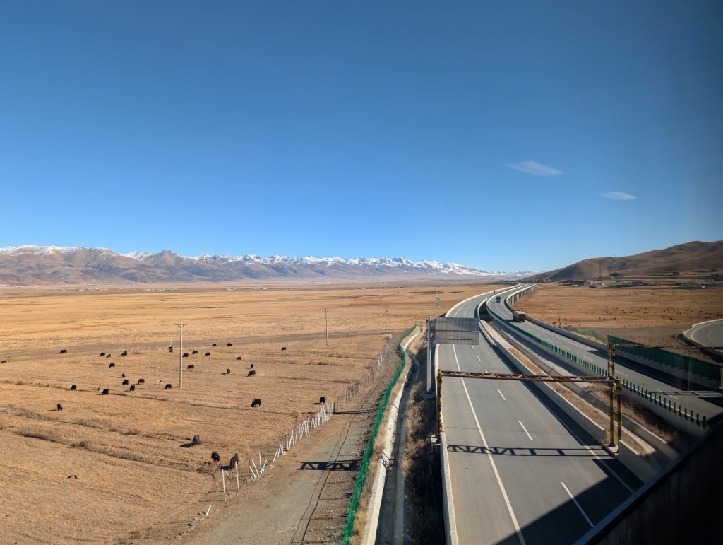 Yaks seen along the railway route