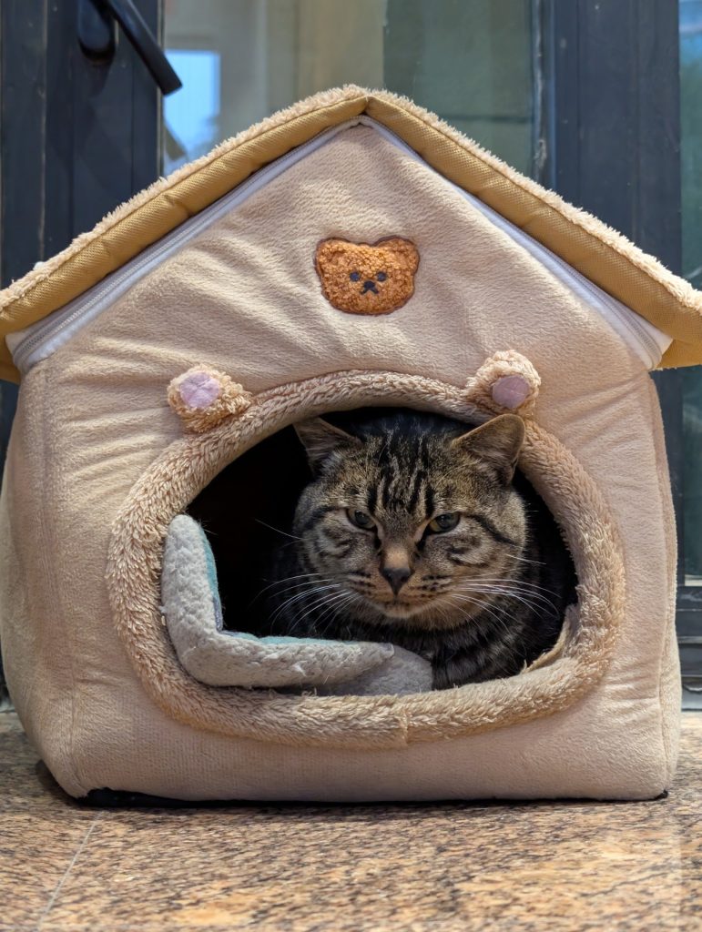 Cute hotel cat at Qinghai Hotel